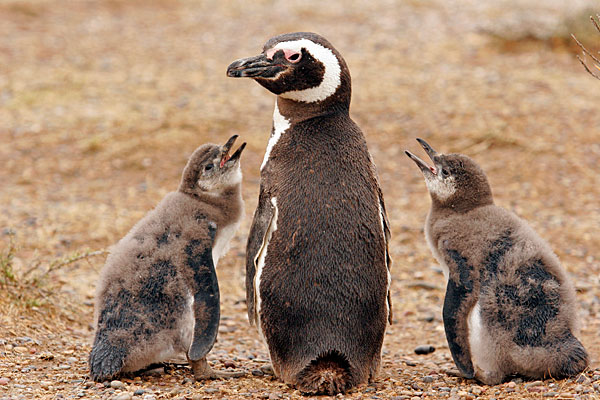 Manchots de Magellan.